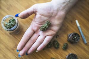 Woman holding a fresh marijuana bud in her hand.